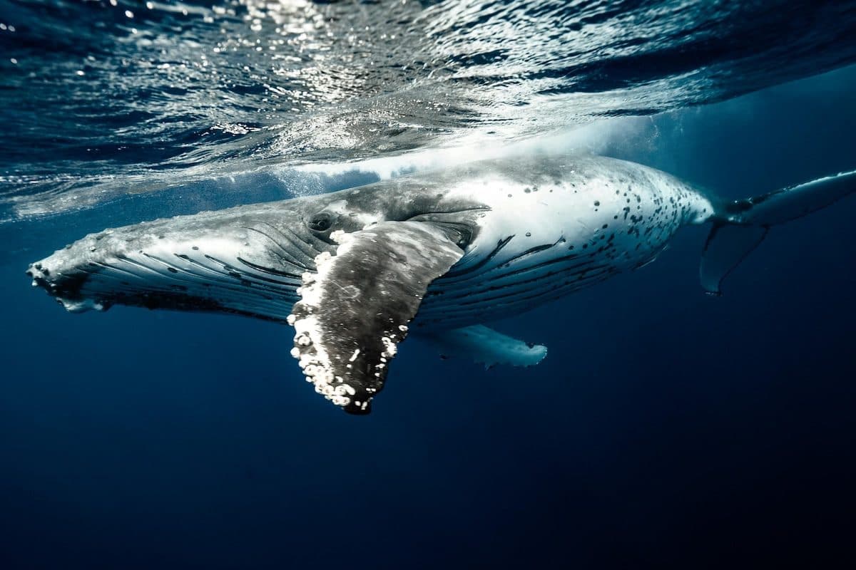 Older Humpbacks Prove Better at Wooing Mates
