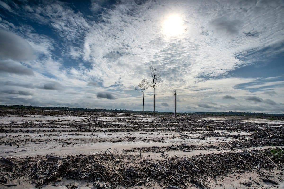 Sustainable Wood Schemes Failing to Slow Deforestation