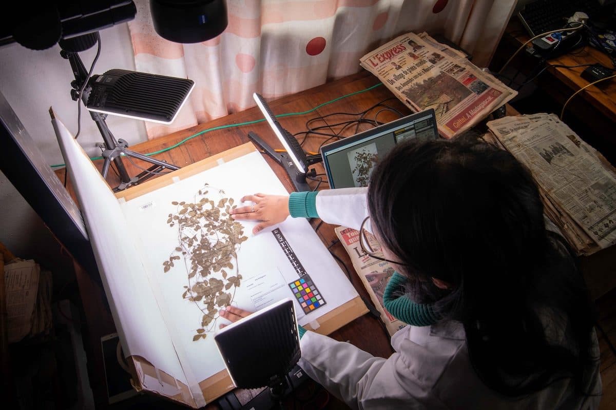 Digital Tools Are Transforming Efforts to Save Plants From Extinction