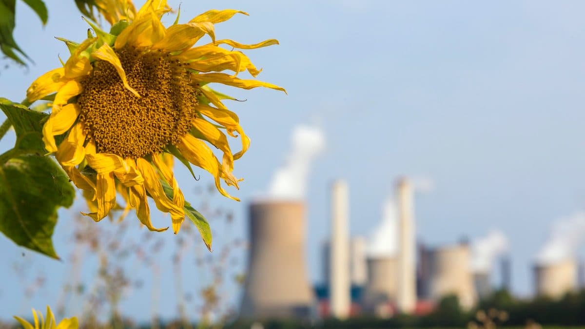 Humans Are Changing How Nature Smells, With Risks for Wildlife