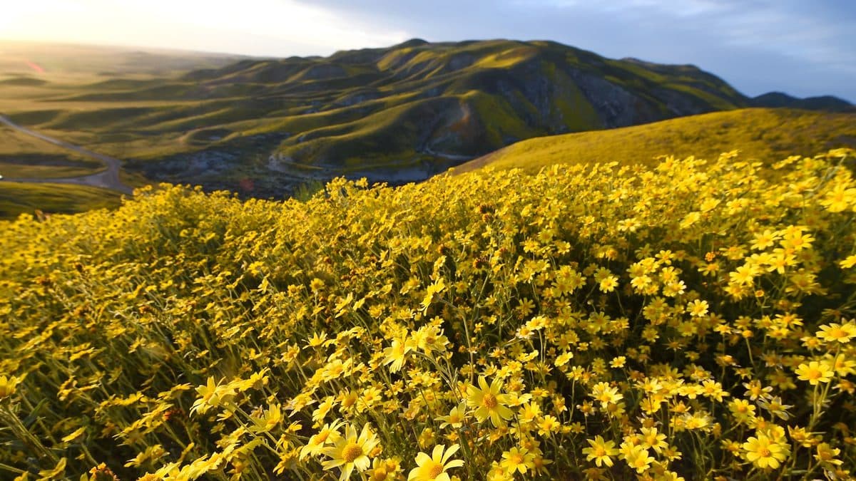 Why Protecting Flowering Plants Is Crucial to Our Future