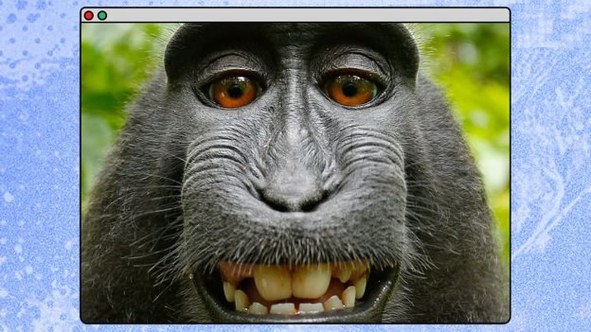 This Monkey Selfie Will Protect You From AI Slop