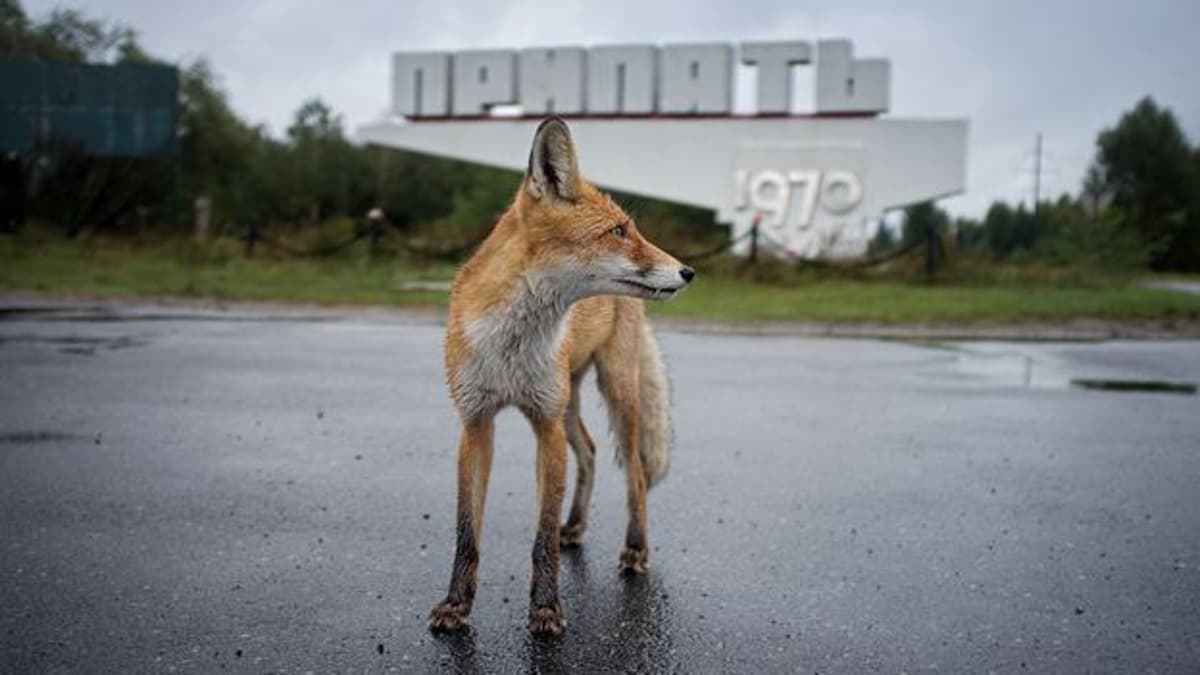 Chernobyl’s Wildlife: Surviving in a Poisoned Land