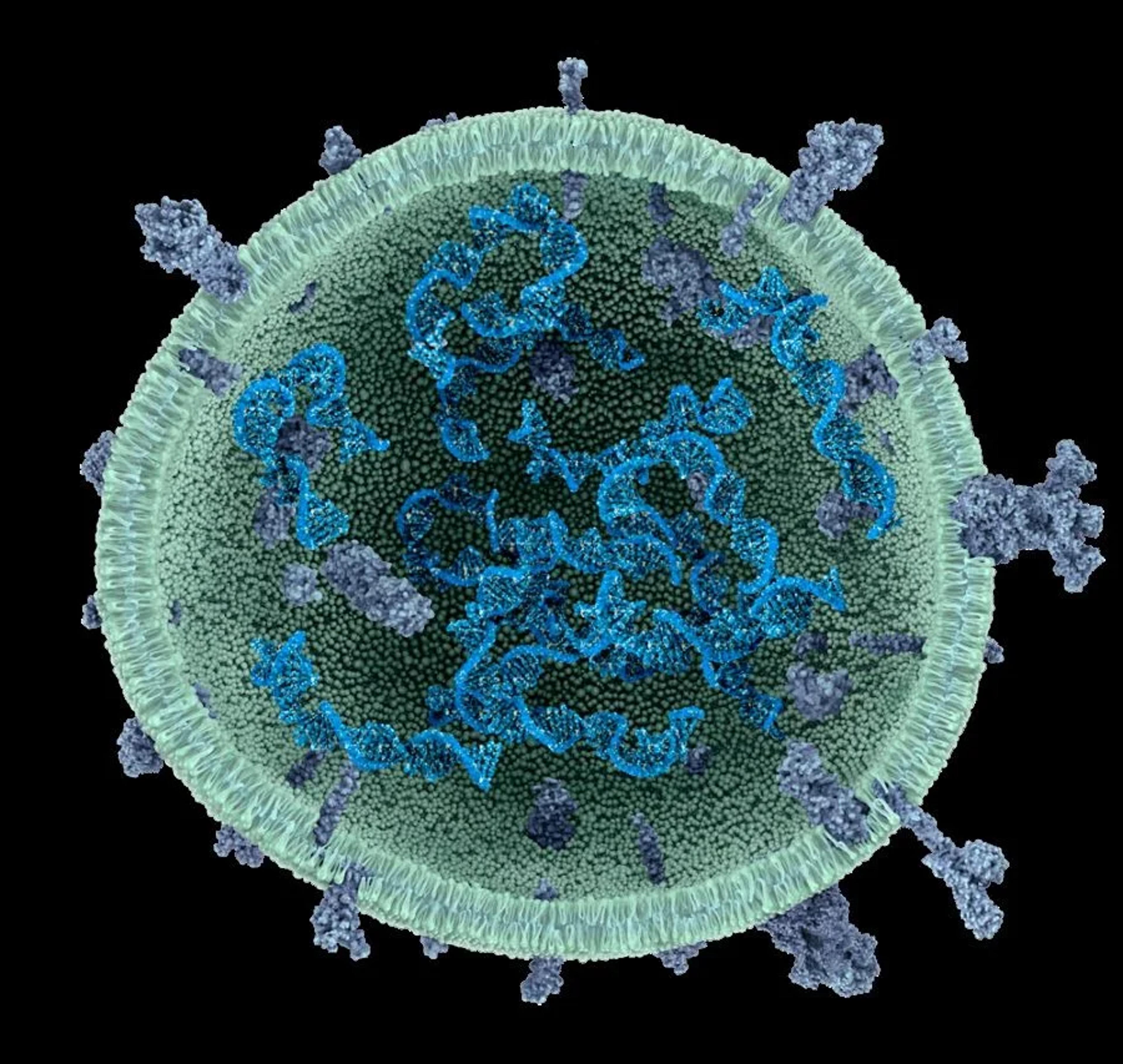 Turning Microalgae-Derived Extracellular Vesicles Into a Next-Generation Drug Delivery Platform