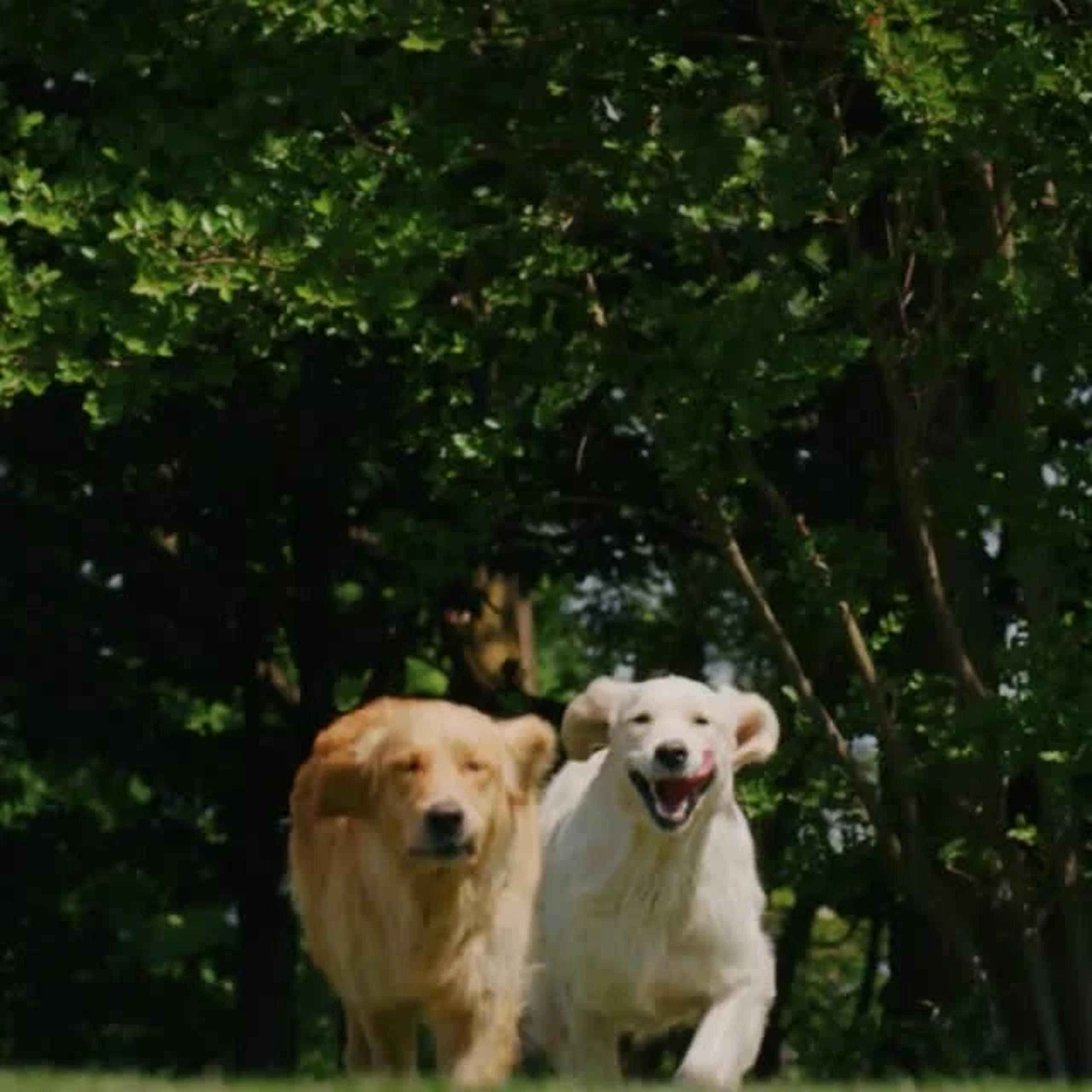 SAM 3 Brings Unified Object Segmentation to Creators