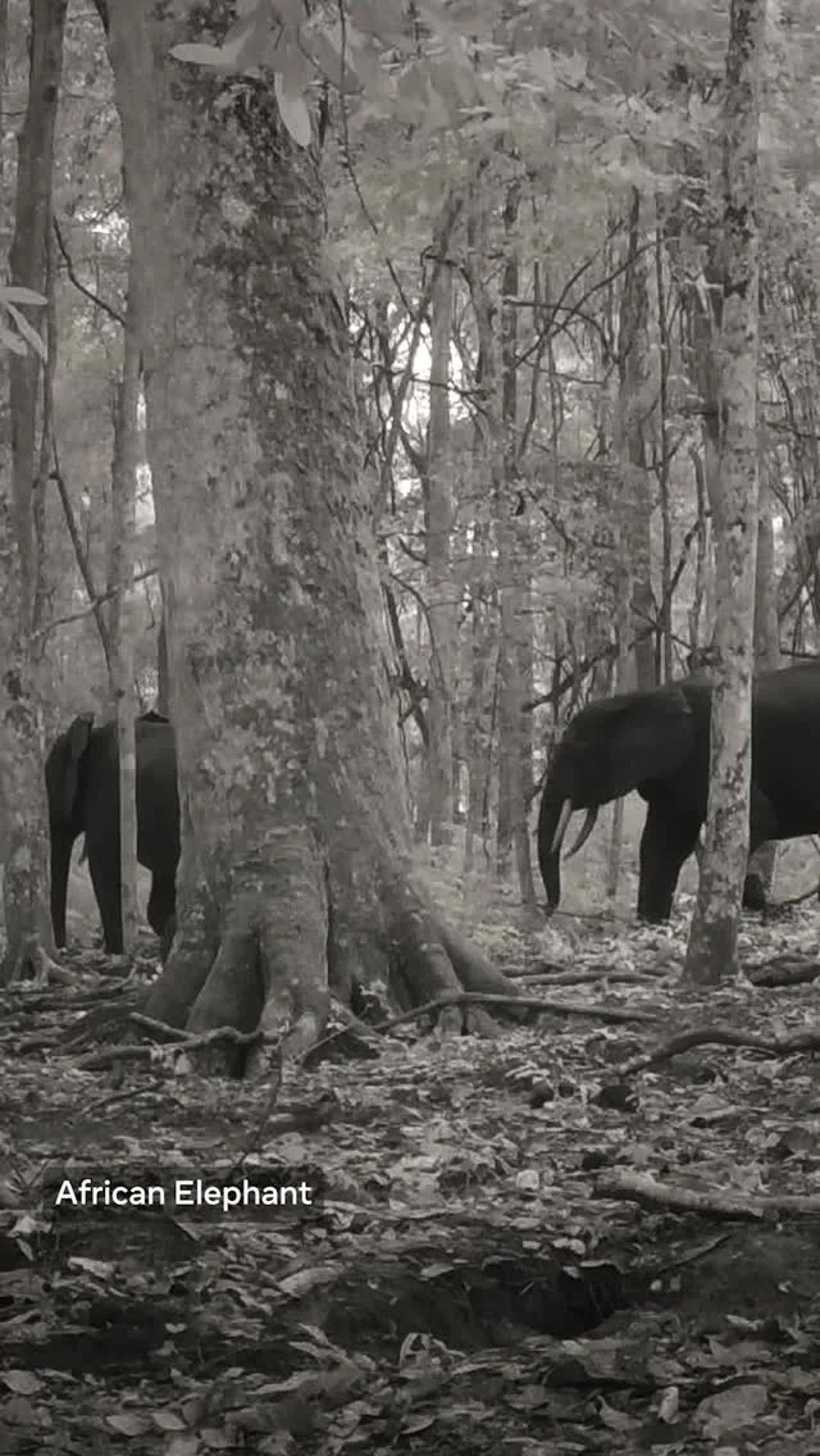 SAM 3 Powers Precise Wildlife Tracking to Prevent Extinction