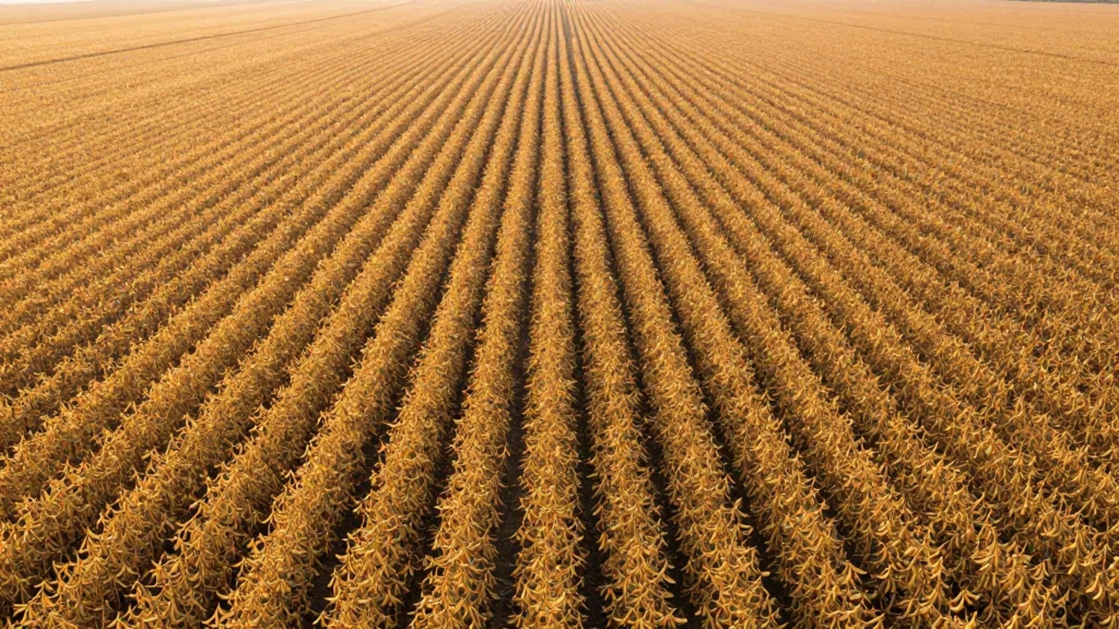 CoBank Projects 6% Jump in U.S. Soybean Acres for 2026