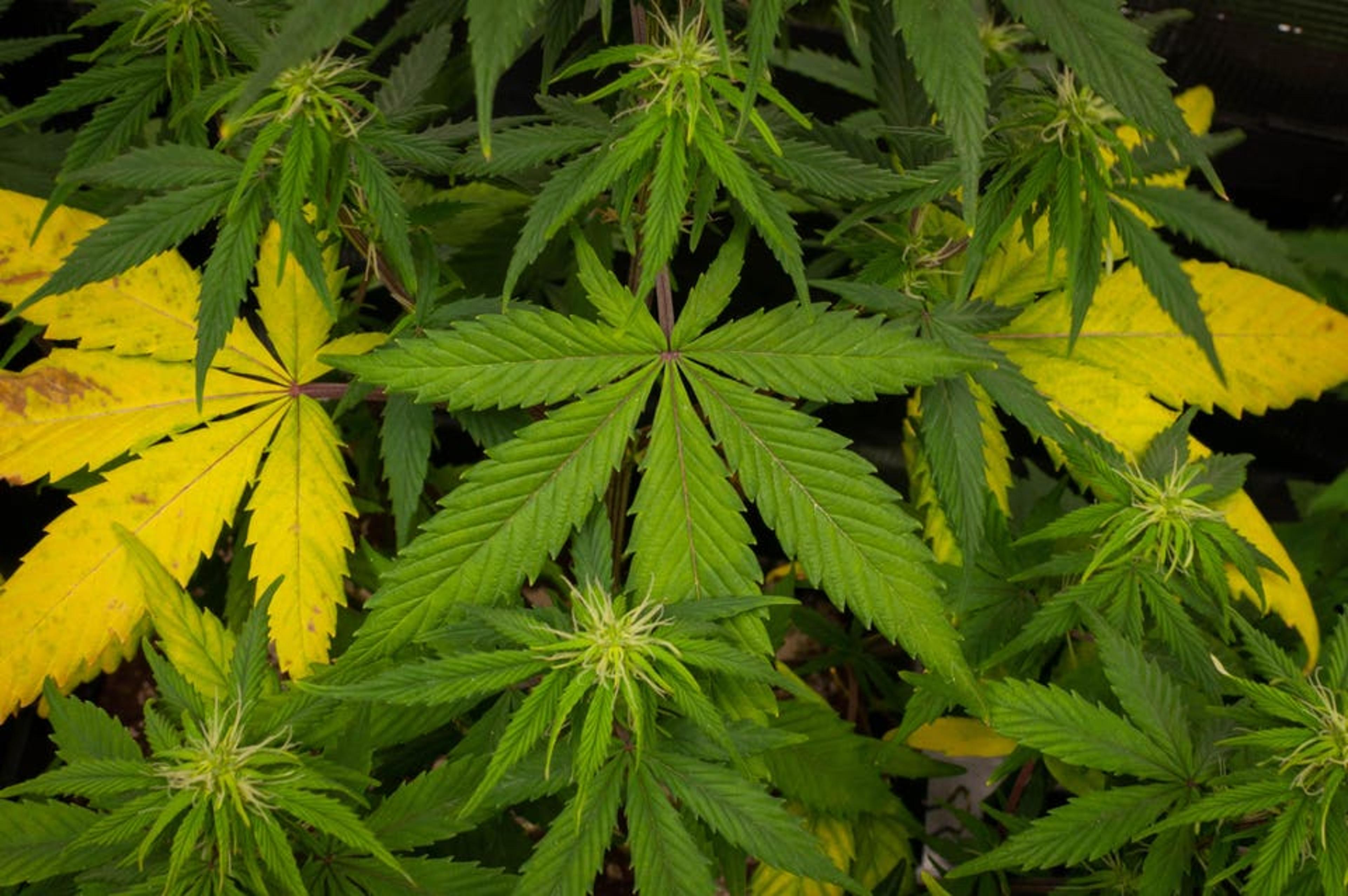 Cannabis Hyperemesis Syndrome Cases In Virginia ERs Up By Nearly 29%