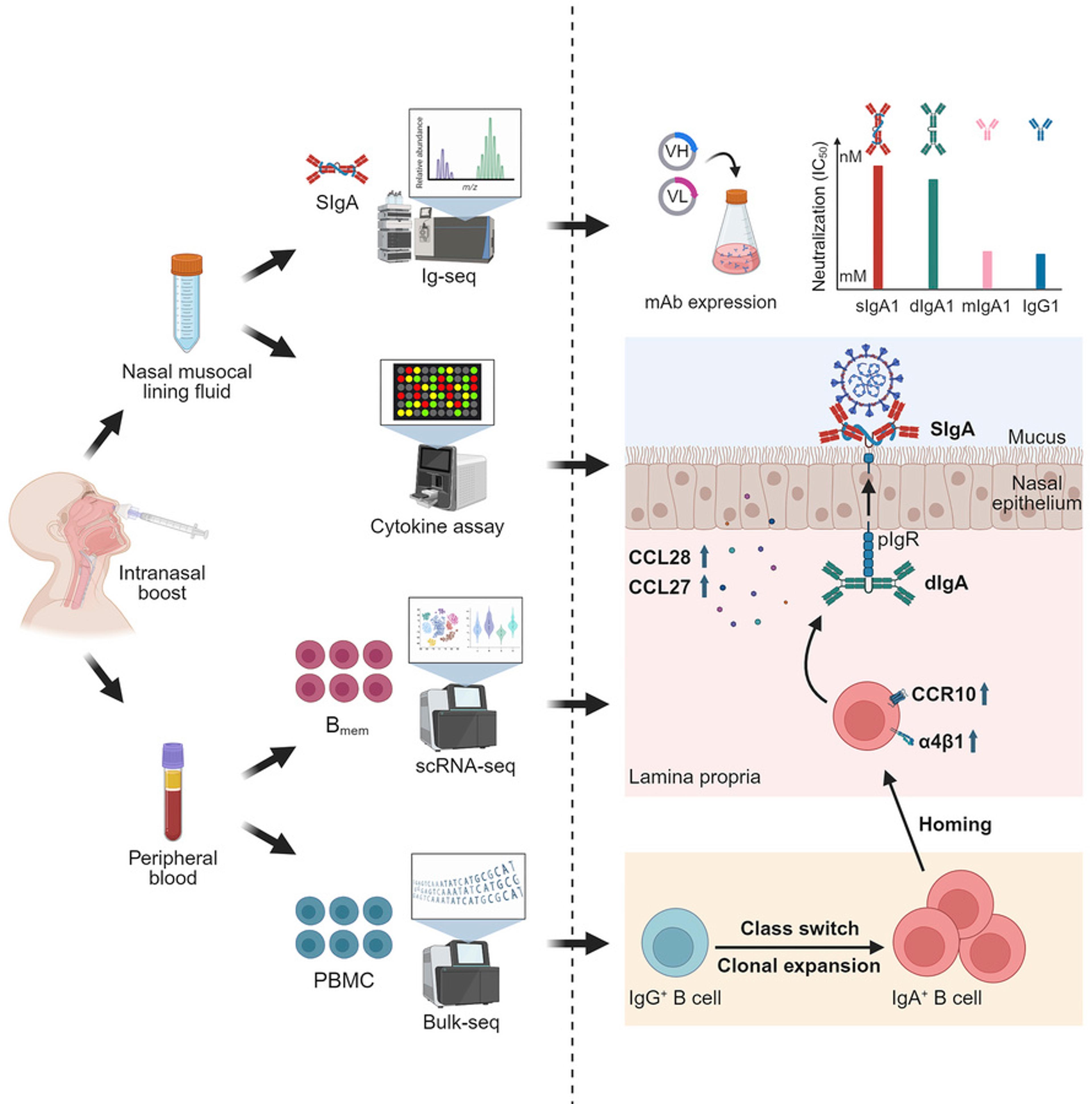 US Stalls Flu Vaccine, Lags China on Nasal COVID