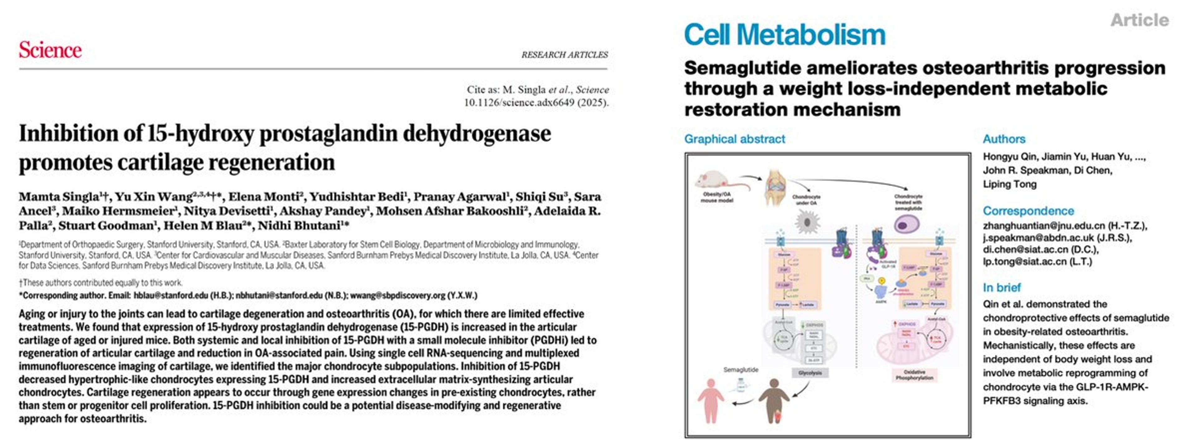 15‑PDGH Inhibition and Ozempic May Restore Cartilage