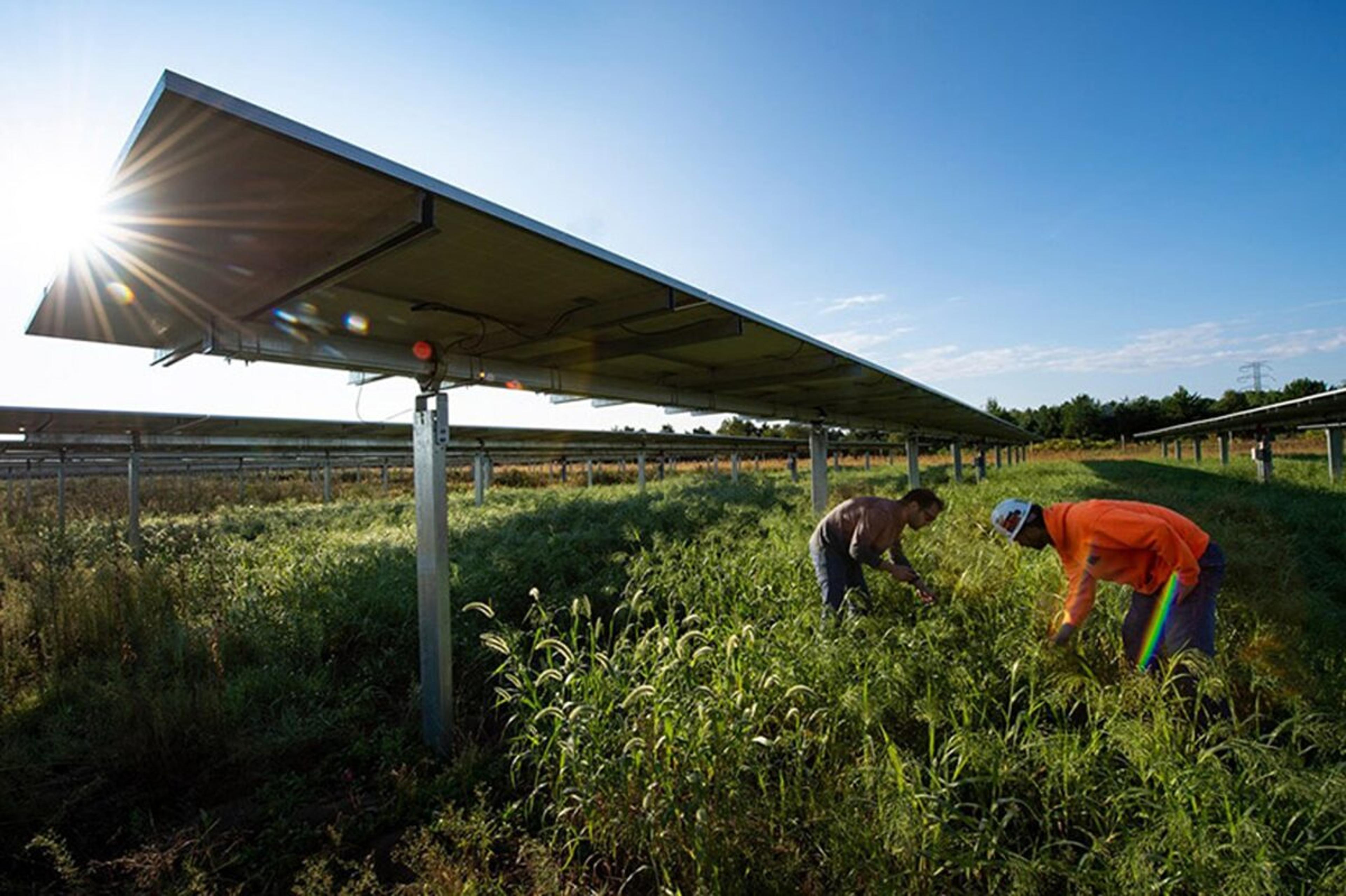 Solar Farms Double as Thriving Biodiversity Sanctuaries