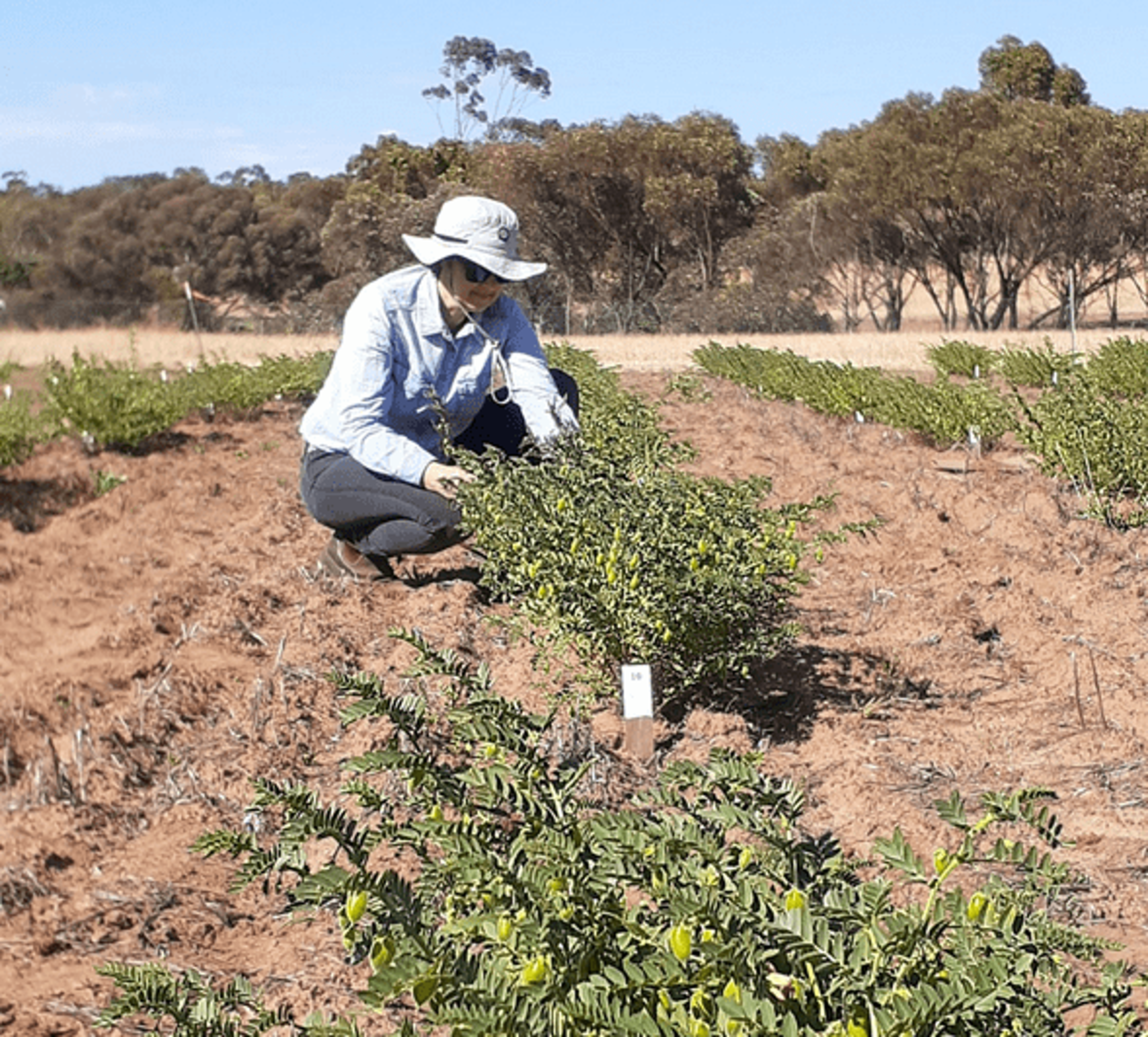 Scale of Australia’s Dec Chickpea, Lentil Exports Surprises
