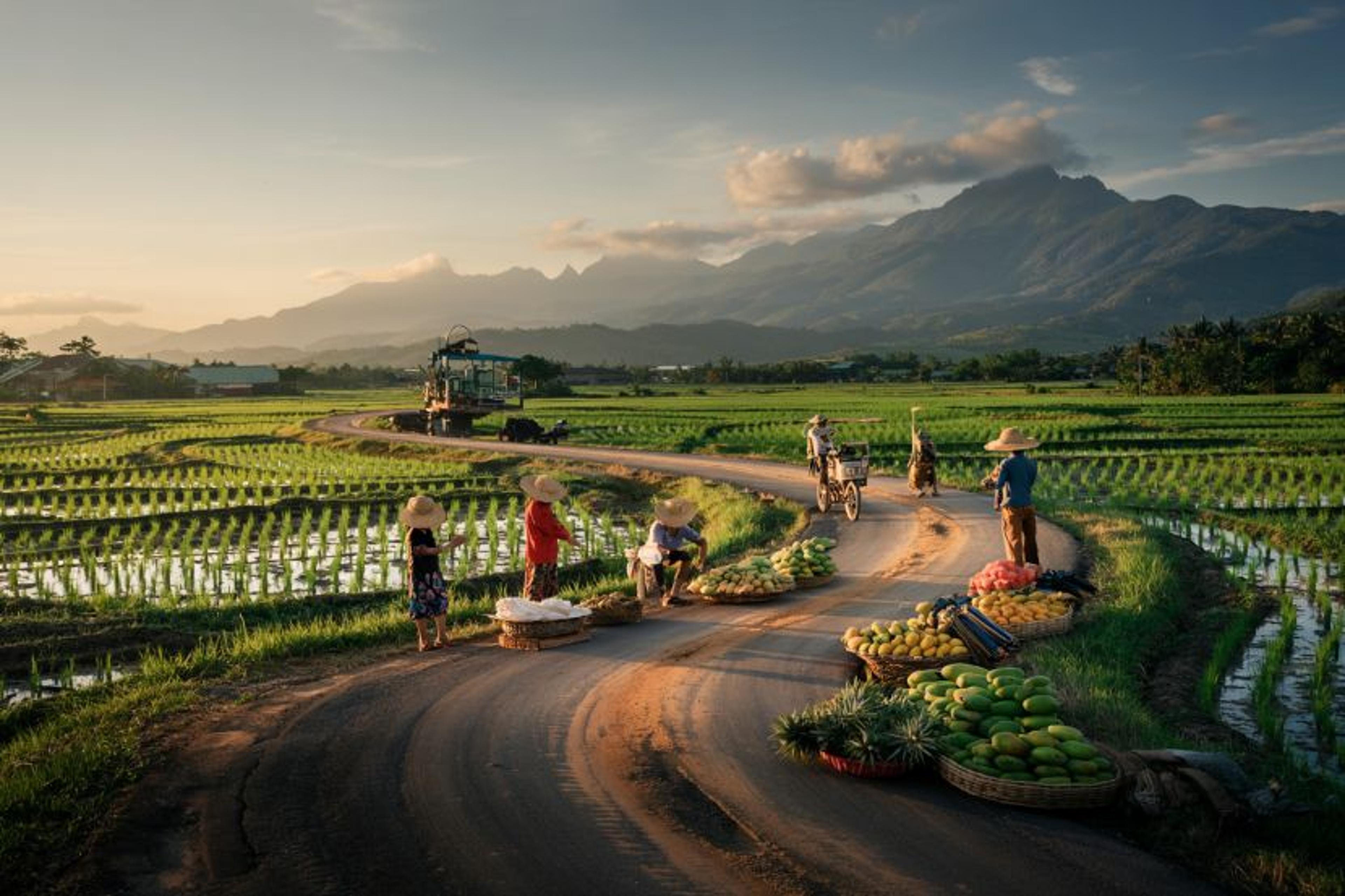 The Philippines Revolutionizes Agritourism: New Roads Linking Ifugao, Cebu, Batangas, and More to Global Travelers – Everything You Should Know